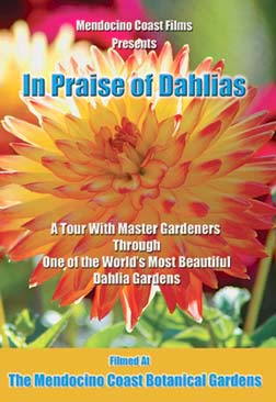 IN PRAISE OF DAHLIAS
